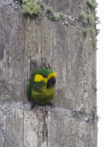 Loro Parque Fundación contributes to the successful recovery of the Yellow-eared Parrot in Colombia (2)