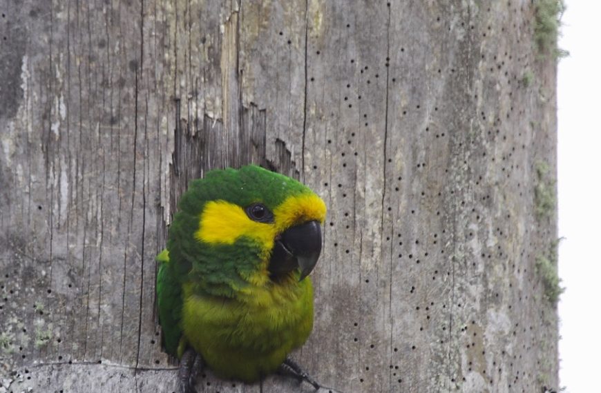 Loro Parque Fundación contributes to the successful recovery of the Yellow-eared Parrot in Colombia (2)