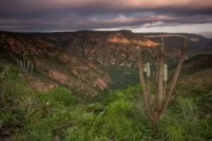 Caatinga Landscape Joao Marcos Rosa