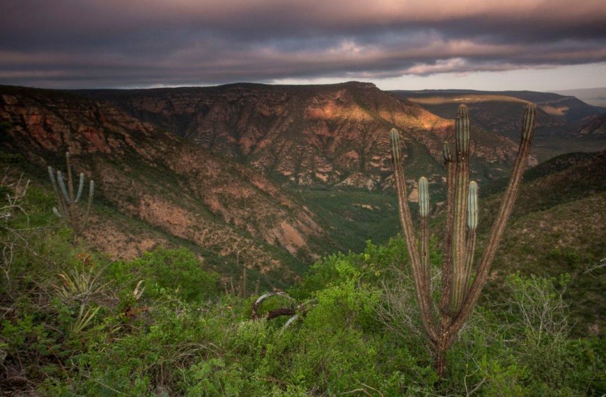 Caatinga Landscape Joao Marcos Rosa