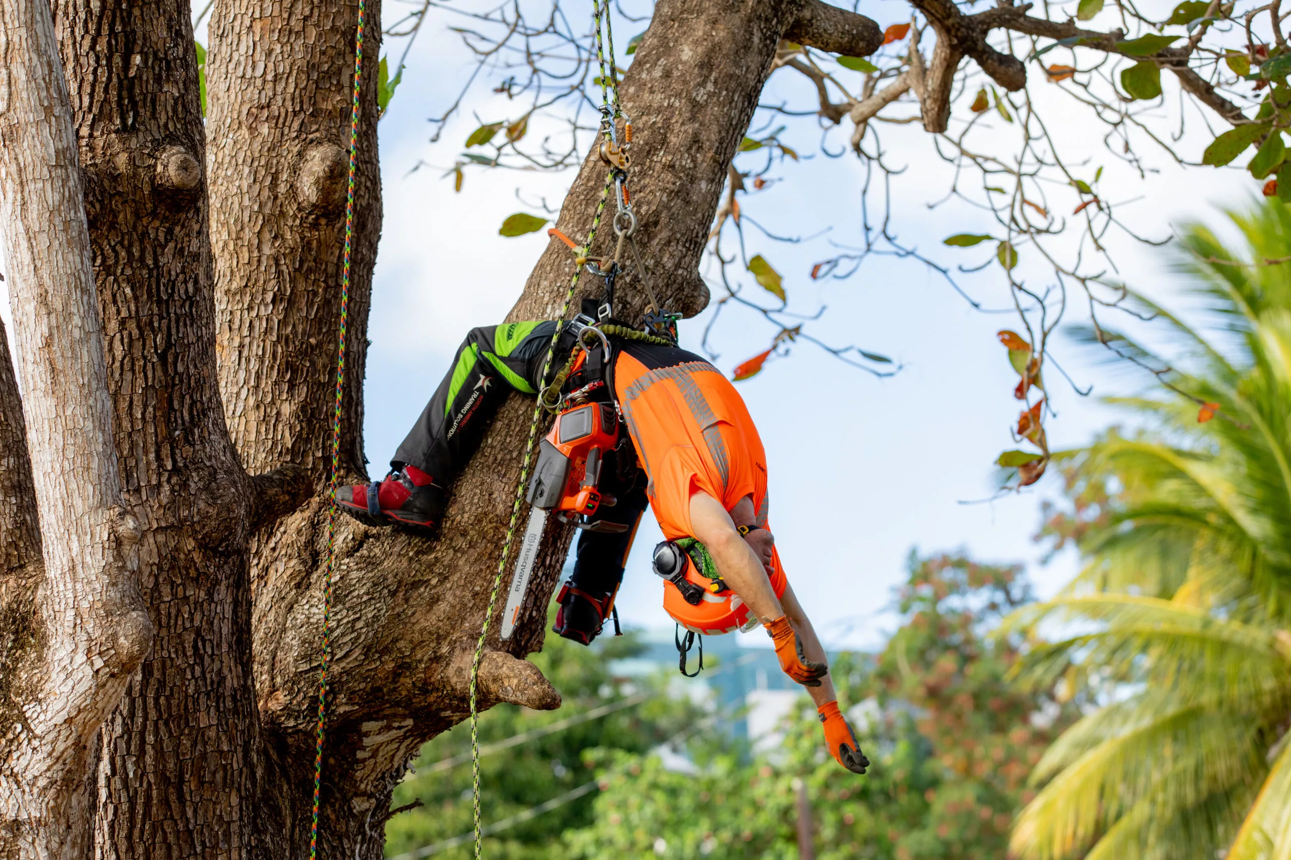 Aerial Rescue: How preparing for the unexpected can save lives in tree care work