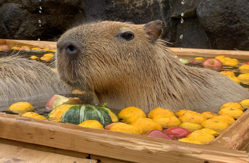 Relax Like a Capybara: Nasu – An Onsen Escape Just 70 Minutes from Tokyo