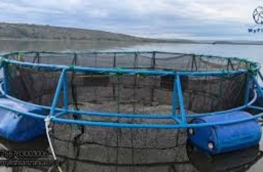 Fish Cage Farming on Lake Victoria Boosts Incomes and Helps Restore Natural Fish Breeding Grounds