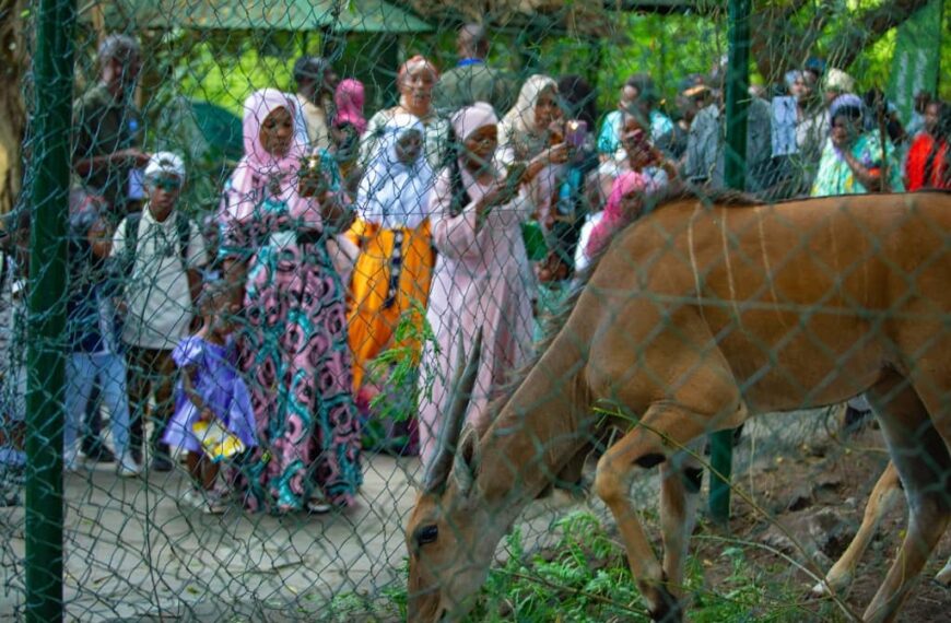 Wildlife Tourism Drives Visitor Growth in Tanzania