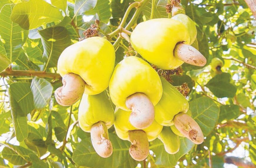 New UDSM Campus to Drive Agricultural Modernisation and Youth Employment in Tanzania