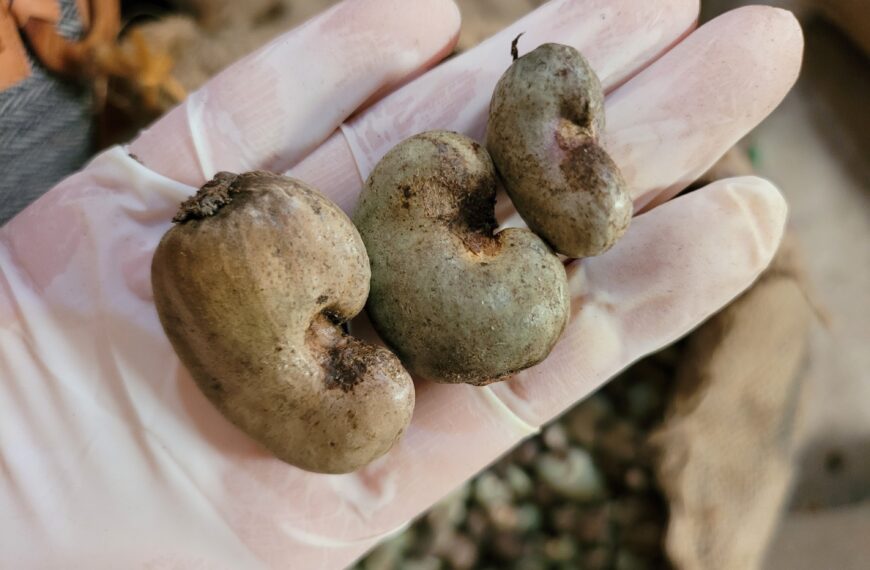 Tanzania pays $460 million to farmers, sells 438,000 tonnes of cashews in 2025/26 season