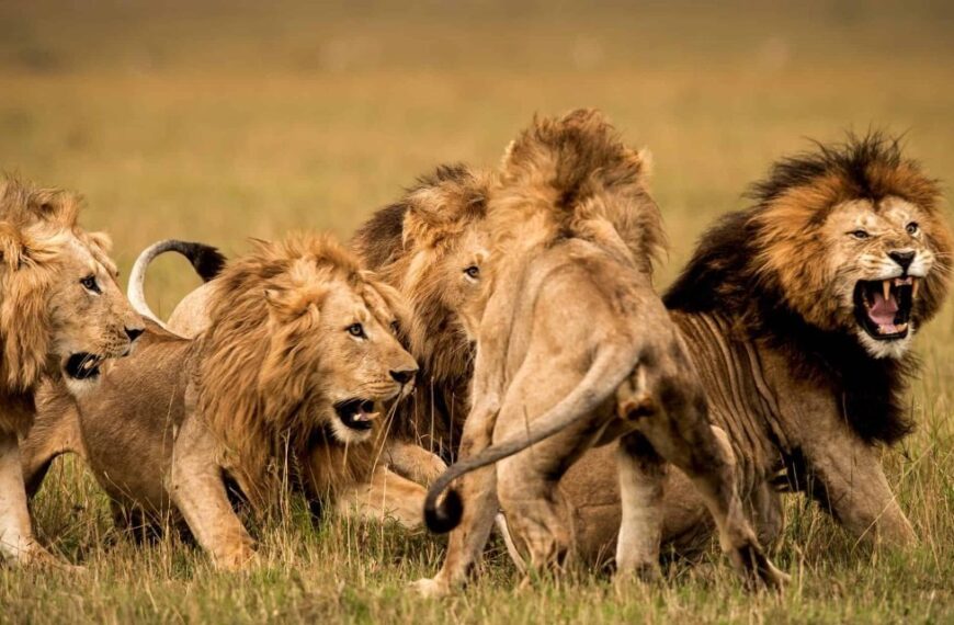 Tanzania Welcomes Record Visitors as Inclusive Tourism Drives Economic and Community Impact