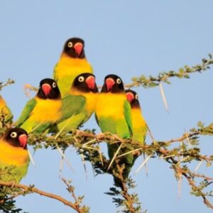 Ruaha National Park: Tanzania's untamed wilderness and best-kept safari secret