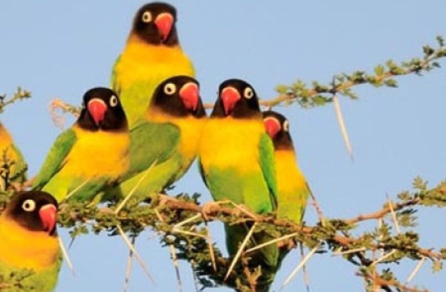 Ruaha National Park: Tanzania's untamed wilderness and best-kept safari secret