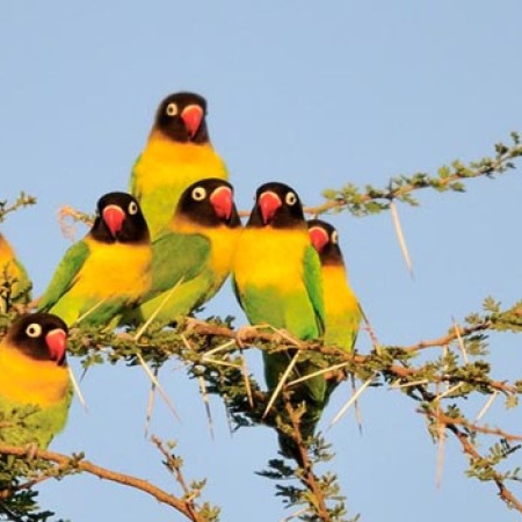 Ruaha National Park: Tanzania's untamed wilderness and best-kept safari secret