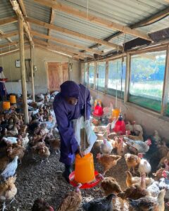Netherlands pushes shift from antibiotics in Tanzania's poultry sector