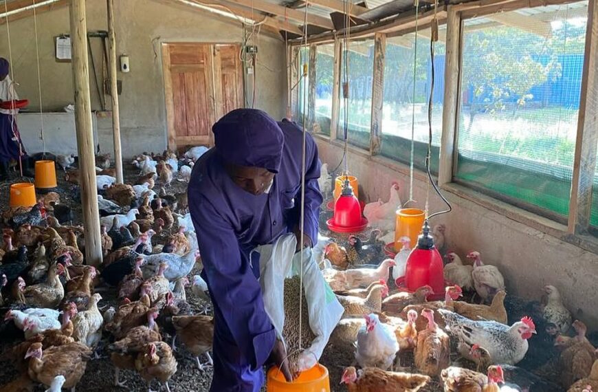 Netherlands pushes shift from antibiotics in Tanzania's poultry sector
