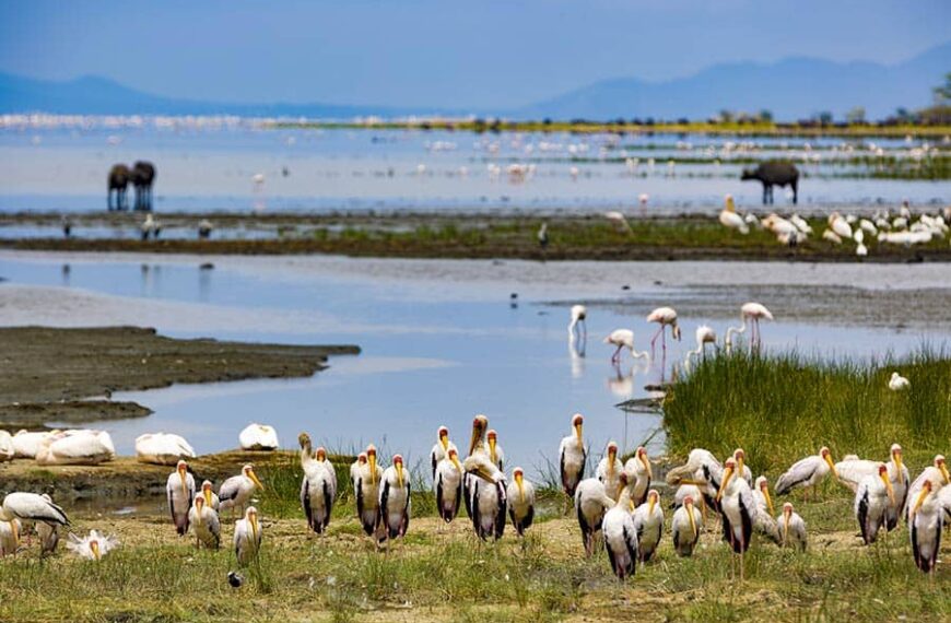 From tree-climbing lions to flamingos, Tanzania showcases peaceful tourism appeal