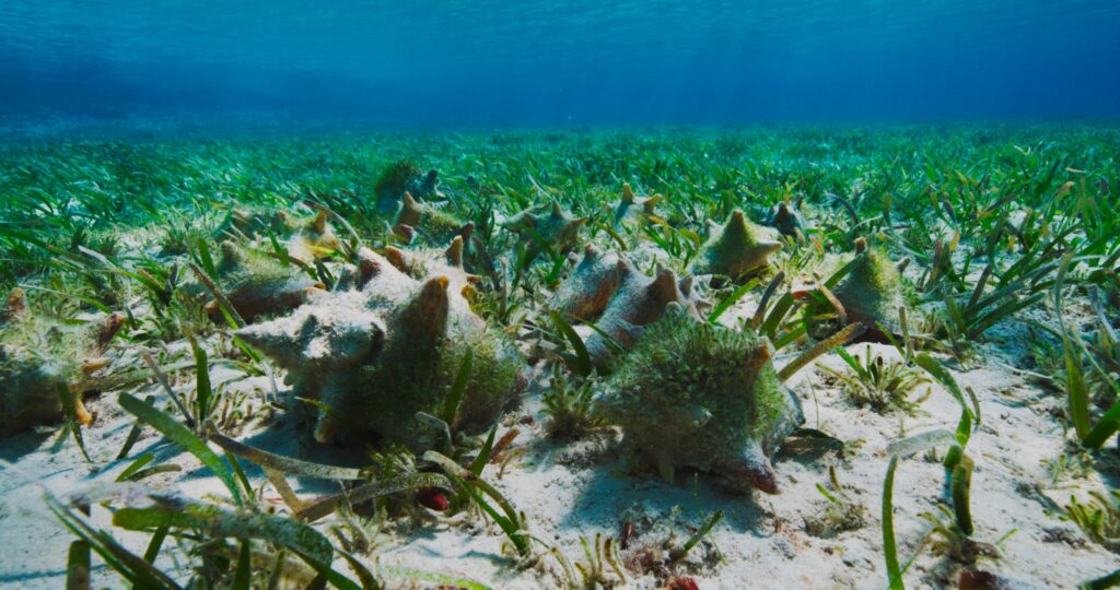 Queen conch on a seagrass meadow