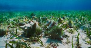 Queen conch on a seagrass meadow
