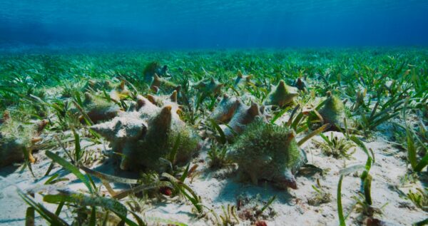 Queen conch on a seagrass meadow